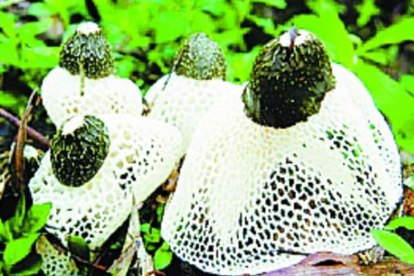 竹林里套種竹蓀收益增大