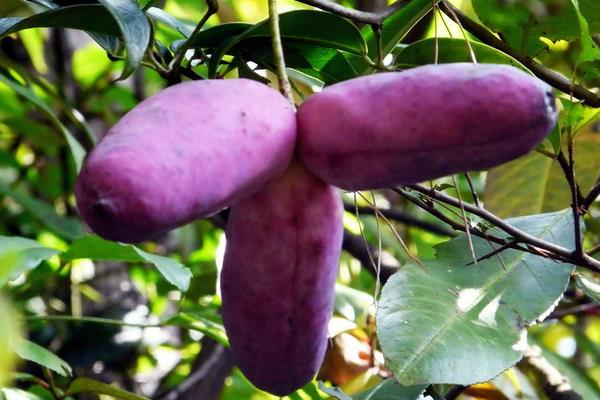 八月瓜的種植前景