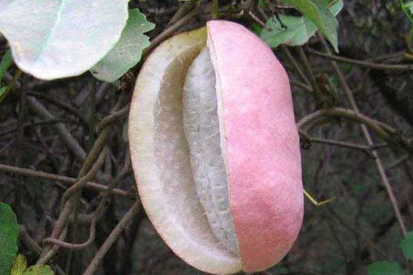 八月瓜的種植前景