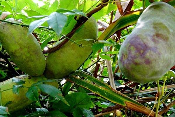 八月瓜的種植前景