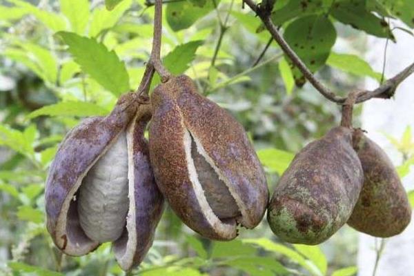 八月瓜的種植前景