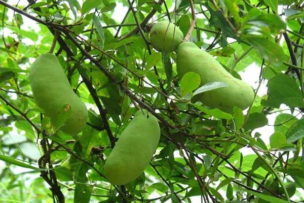 八月瓜的種植前景