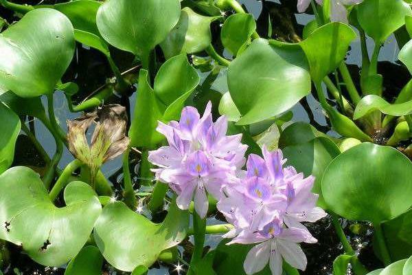 水葫蘆如何放養管理