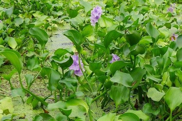 水葫蘆如何放養管理