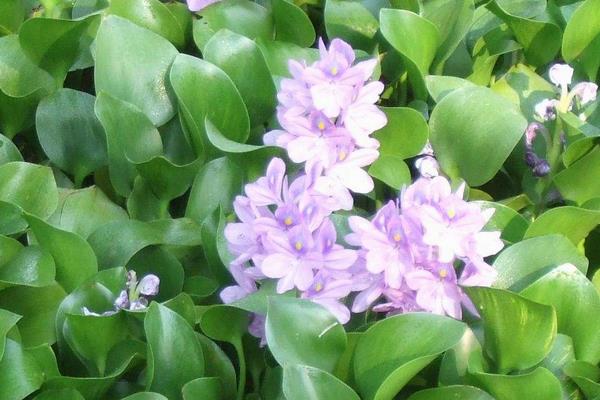 水葫蘆如何放養管理