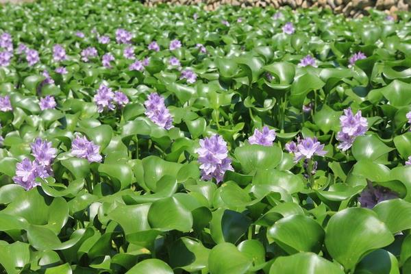 水葫蘆如何放養管理