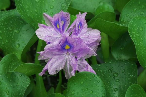 水葫蘆如何放養管理