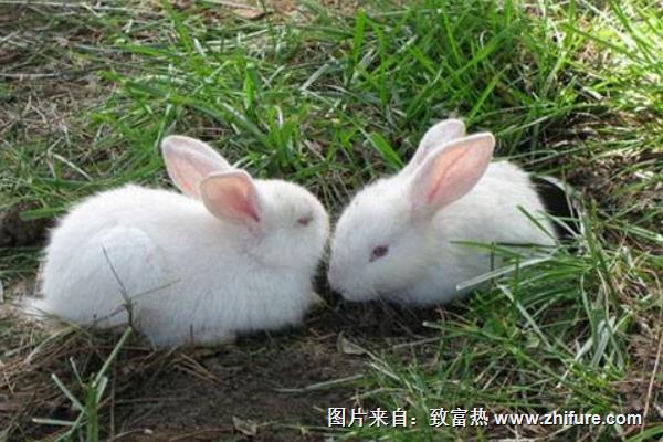 肉兔王的養(yǎng)兔致富經