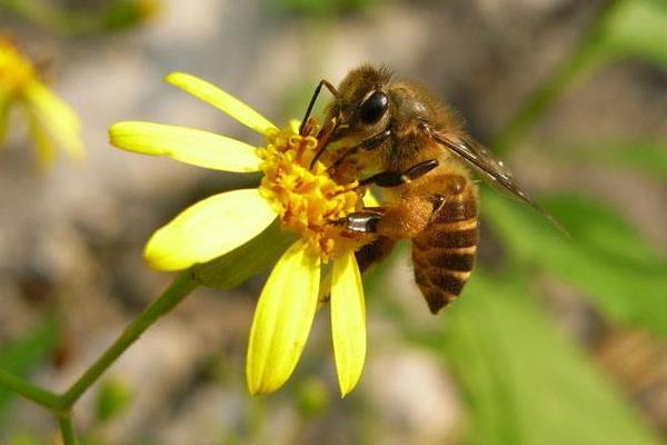 養(yǎng)殖蜜蜂如何對付蜜蜂的天敵
