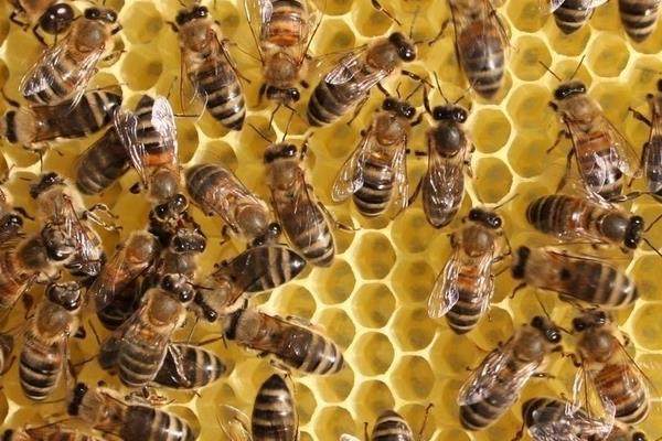 養(yǎng)殖蜜蜂如何對付蜜蜂的天敵