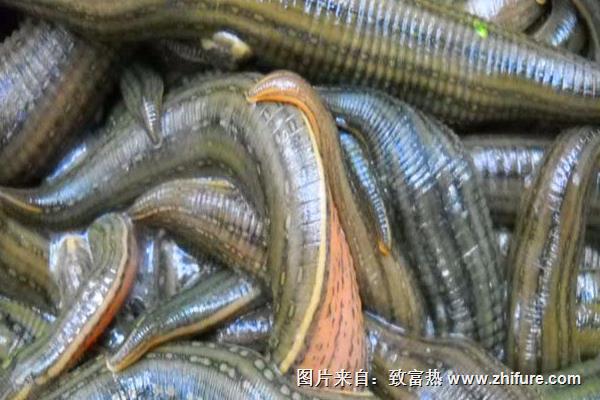 養水蛭一畝投資多少