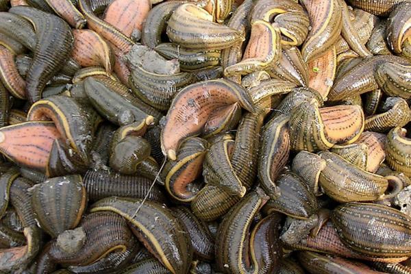 養水蛭一畝投資多少