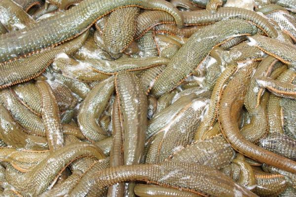 養水蛭一畝投資多少