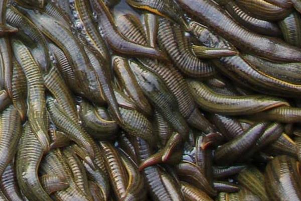 養水蛭一畝投資多少