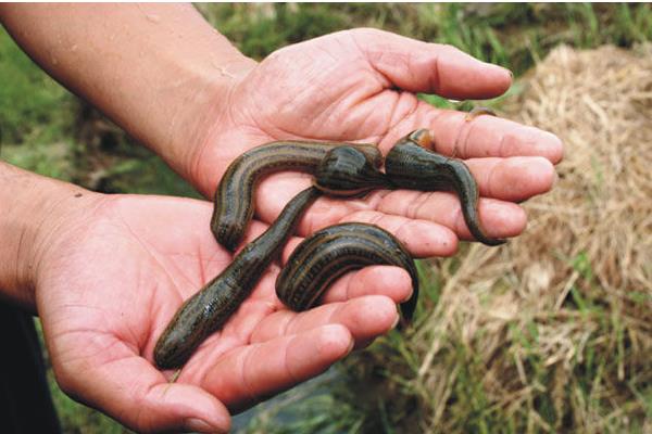 養水蛭一畝投資多少