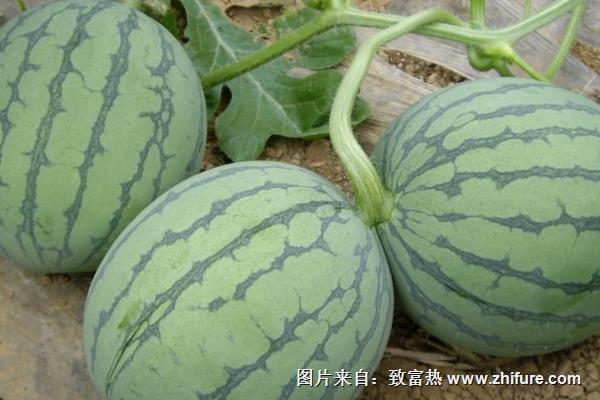 麒麟西瓜種植技術(shù)