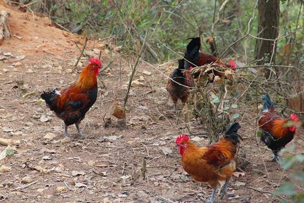 八個賺錢創(chuàng)業(yè)項目