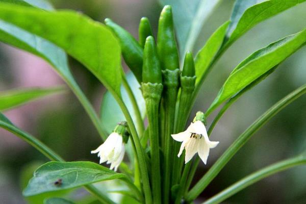 八個賺錢創(chuàng)業(yè)項目