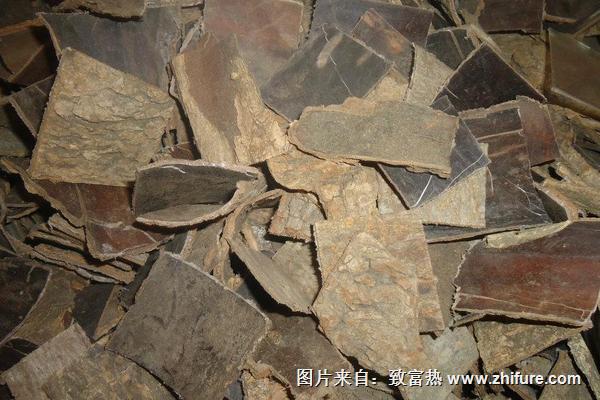 2018種杜仲賺錢嗎？杜仲種植的利潤與投資成本及前景預測