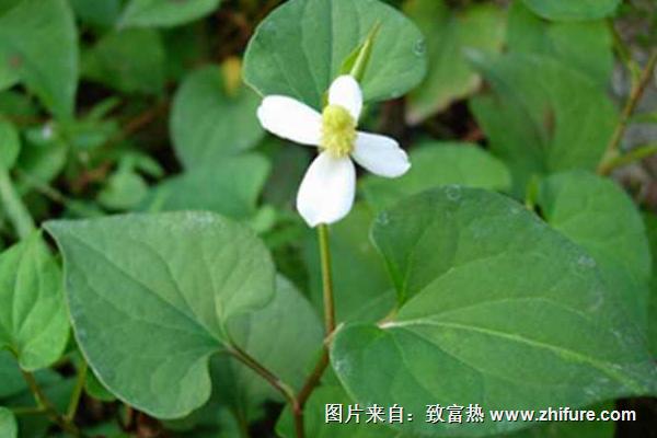 2018種魚腥草賺錢嗎？魚腥草種植的利潤與投資成本及前景預測