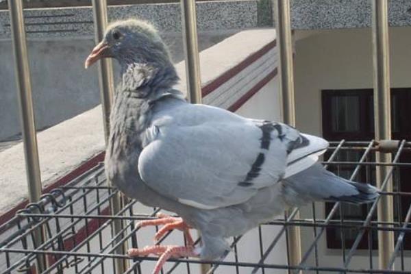 養鴿子的籠子