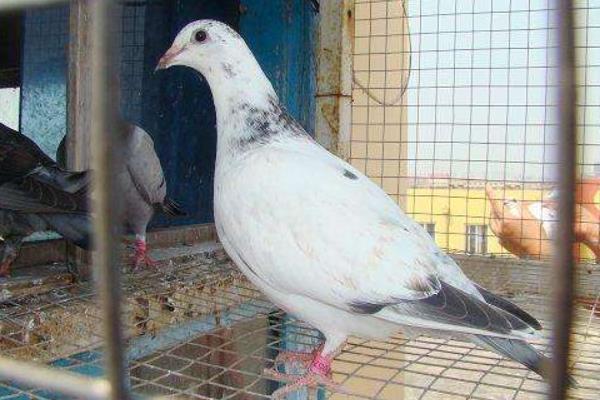 養鴿子的籠子