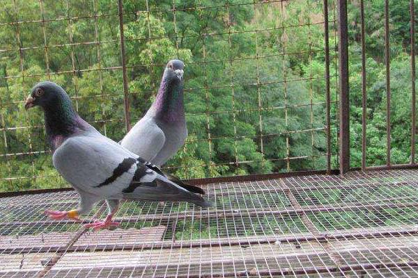 養鴿子的籠子