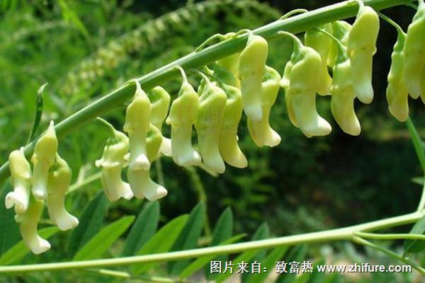 2018種苦參賺錢嗎？苦參種植的利潤(rùn)與投資成本及前景預(yù)測(cè)