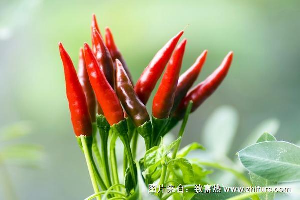 朝天椒功效與作用及禁忌