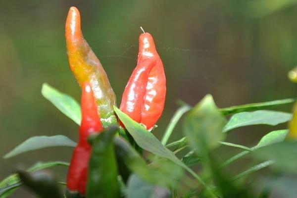 小辣椒價格多少錢一斤