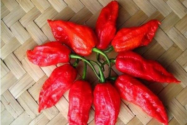 小辣椒價格多少錢一斤