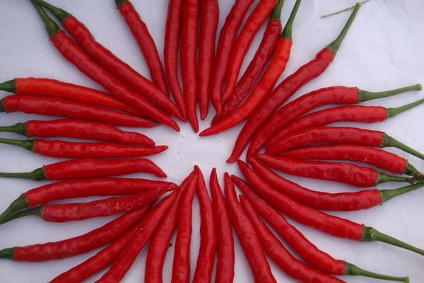 小辣椒價格多少錢一斤