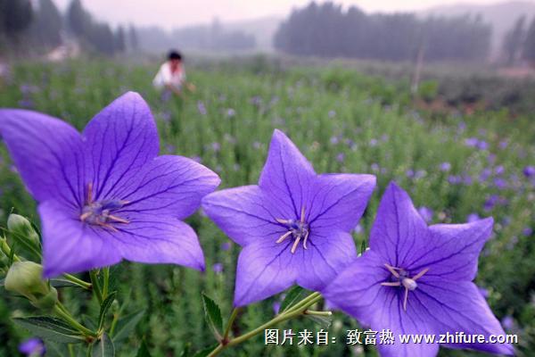 2018種桔梗賺錢嗎？桔梗種植的利潤與投資成本及前景預(yù)測