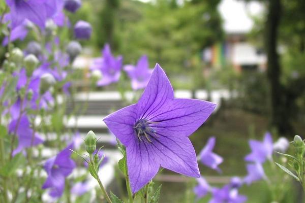 2018種桔梗賺錢嗎?桔梗種植的利潤與投資成本及前景預測