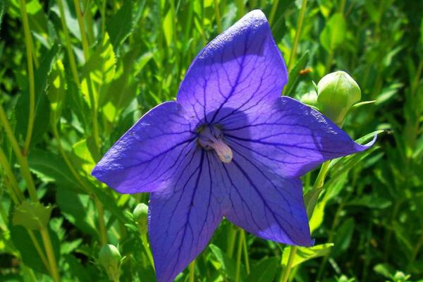 2018種桔梗賺錢嗎?桔梗種植的利潤與投資成本及前景預測