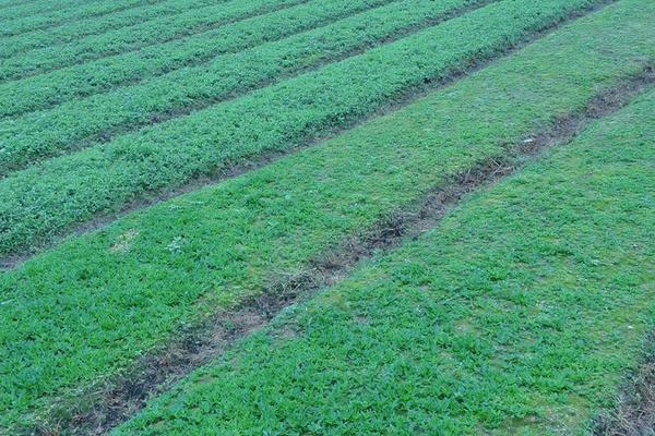 2018種桔梗賺錢嗎?桔梗種植的利潤與投資成本及前景預測