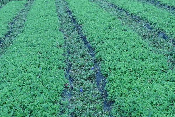 2018種桔梗賺錢嗎?桔梗種植的利潤與投資成本及前景預測