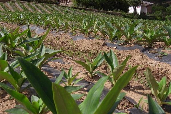 2018種桔梗賺錢嗎?桔梗種植的利潤與投資成本及前景預測