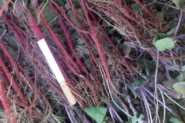 2018種桔梗賺錢嗎?桔梗種植的利潤與投資成本及前景預測