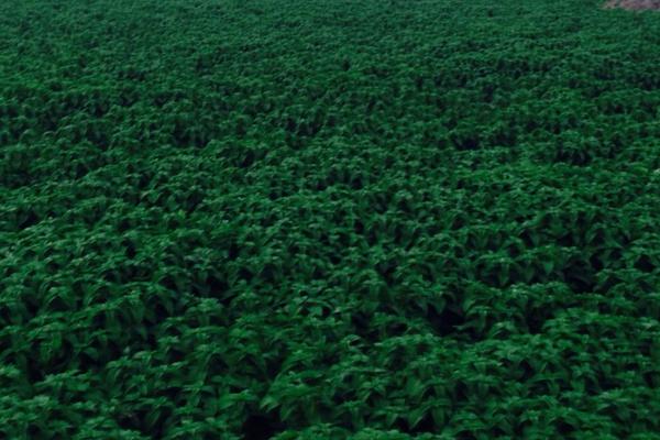 2018種桔梗賺錢嗎?桔梗種植的利潤與投資成本及前景預測