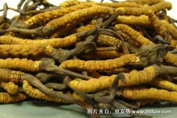 2018種冬蟲夏草賺錢嗎?冬蟲夏草種植的利潤與投資成本及前景預測