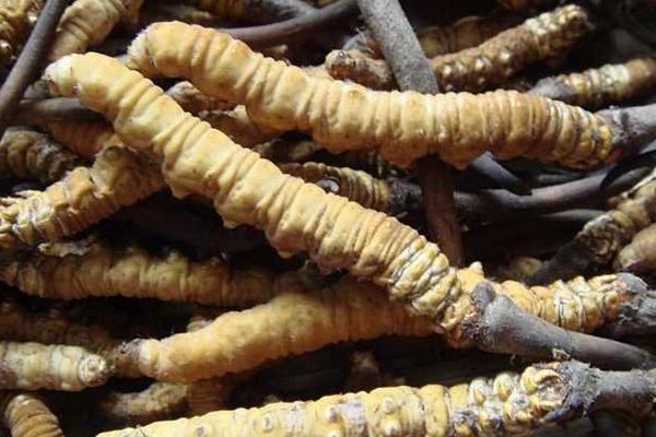 2018種冬蟲夏草賺錢嗎?冬蟲夏草種植的利潤與投資成本及前景預測