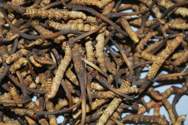 2018種冬蟲夏草賺錢嗎?冬蟲夏草種植的利潤與投資成本及前景預測