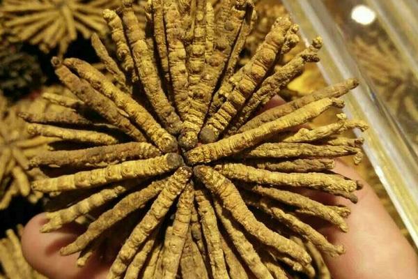 2018種冬蟲夏草賺錢嗎?冬蟲夏草種植的利潤與投資成本及前景預測