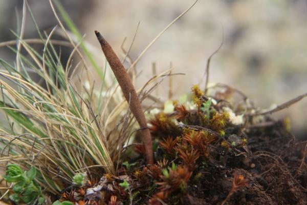 2018種冬蟲夏草賺錢嗎?冬蟲夏草種植的利潤與投資成本及前景預測