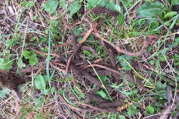 2018種冬蟲夏草賺錢嗎?冬蟲夏草種植的利潤與投資成本及前景預測