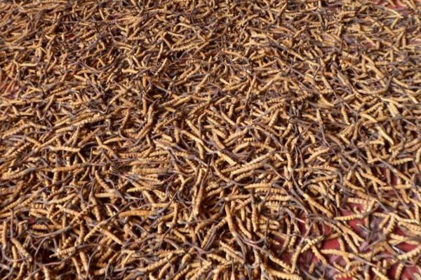 2018種冬蟲夏草賺錢嗎?冬蟲夏草種植的利潤與投資成本及前景預測