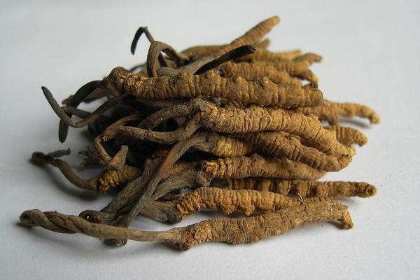 2018種冬蟲夏草賺錢嗎?冬蟲夏草種植的利潤與投資成本及前景預測