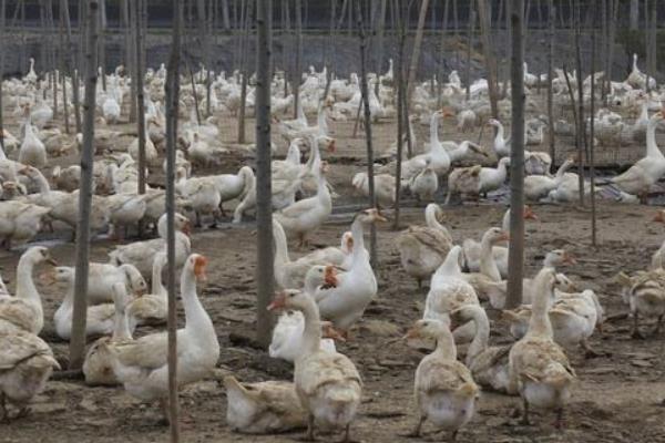 林地養(yǎng)鵝 鵝能除草一舉兩得