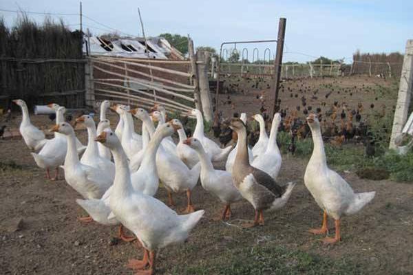 林地養(yǎng)鵝 鵝能除草一舉兩得
